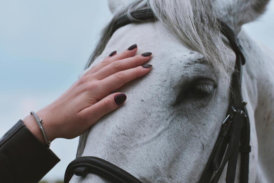 Hästens skötselrundor: skapa den optimala rutinen