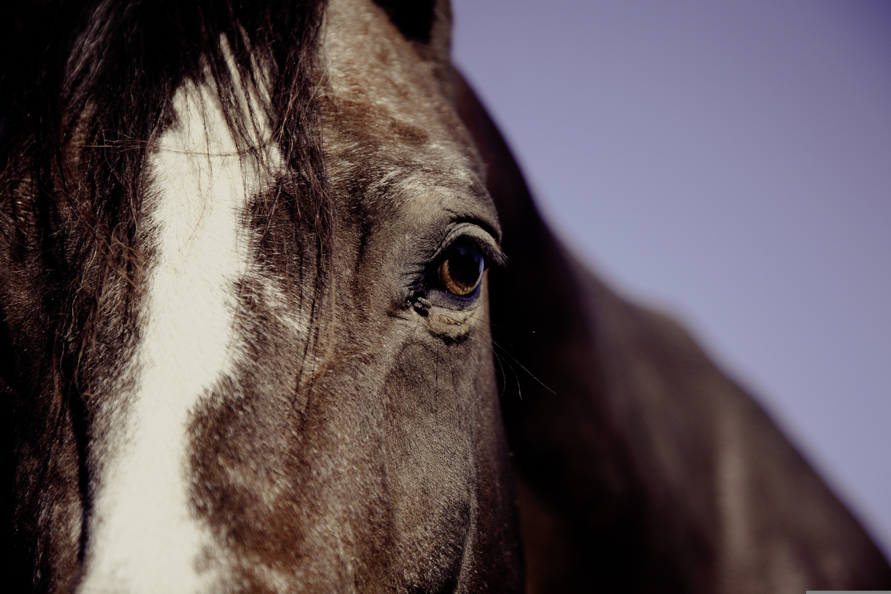 Att köpa din första häst: Vad du ska leta efter 