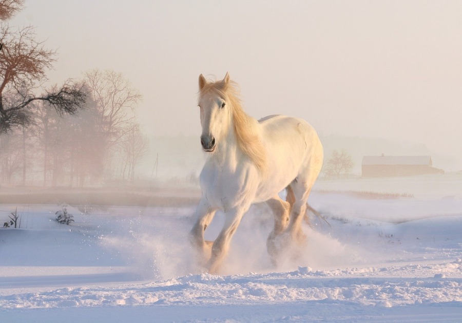 Så förbereder du din häst för vintern: En steg-för-steg guide