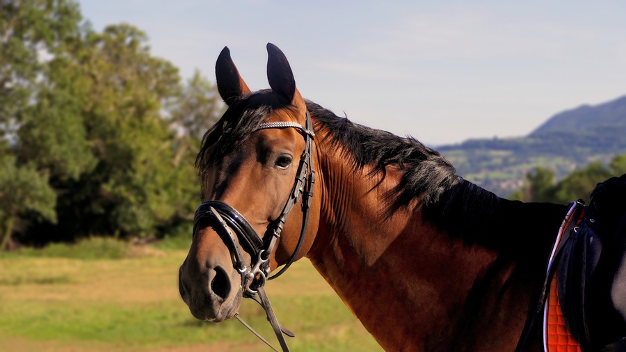 Ridning som terapi - hästarna som helande kraft