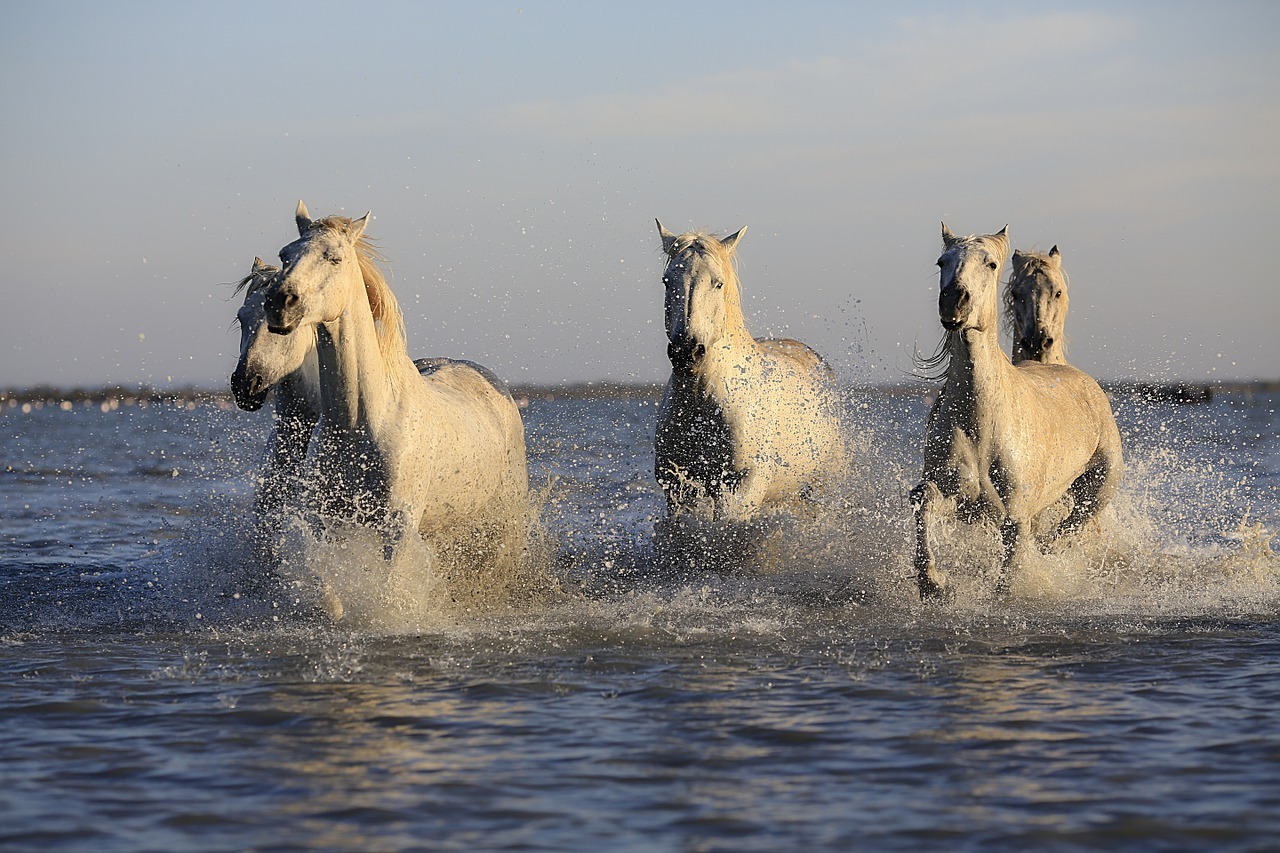 Hästar i havet